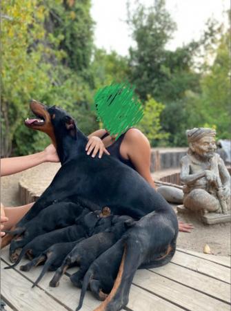 VENDO CACHORROS DOBERMAN