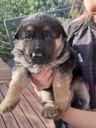  OPORTUNIDAD CACHORROS PASTOR ALEMÁN INSCRITOS