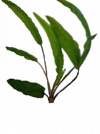 PLANTA PARA ACUARIO CRYPTOCORYNE WENDTII GREEN