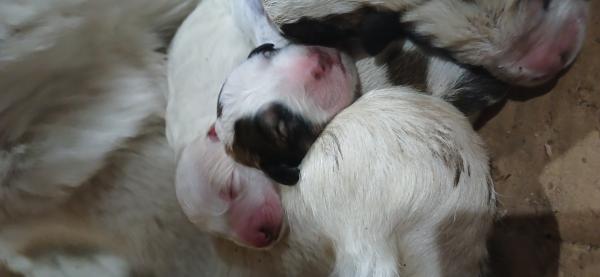 CACHORROS GRAN PIRINEO RECIÉN NACIDOS, CONVERSABLE