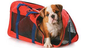 TRANSPORTE DE MASCOTAS QUILICURA