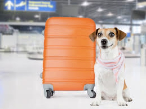 TRANSPORTAMOS MASCOTAS PROVIDENCIA