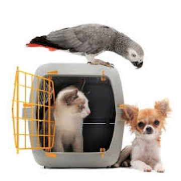 TRANSPORTAMOS MASCOTAS LO BARNECHEA