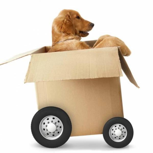 TRANSPORTAMOS MASCOTAS INDEPENDENCI