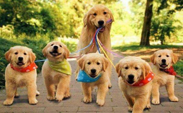 TRANSPORTAMOS MASCOTAS LA GRANJA