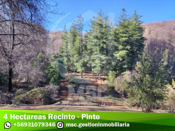 4 HECTÁREAS RECINTO - PINTO