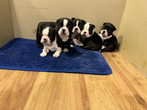 VENDO CACHORROS BOSTON TERRIER