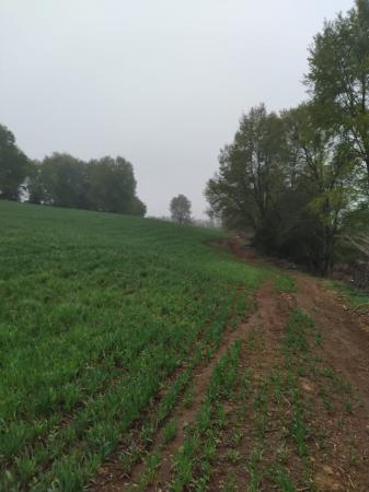 TERRENO 3,5 HECTAREAS CIRUELITO PINTO