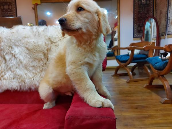 CACHORROS GOLDEN RETRIEVER 