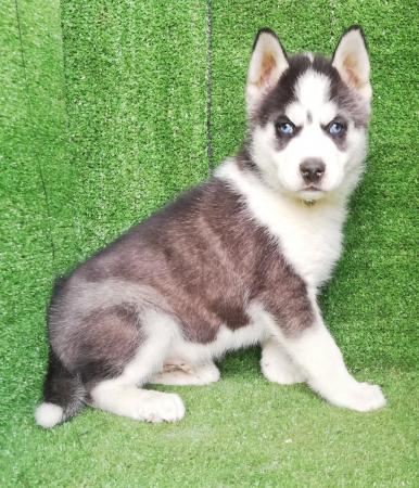 HERMOSOS CACHORROS HUSKY SIBERIANO 