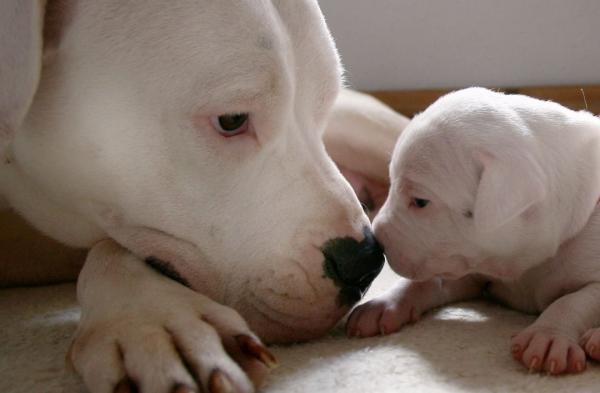 HERMOSOS CACHORROS DOGO ARGENTINO PARA NAVIDAD!!! 