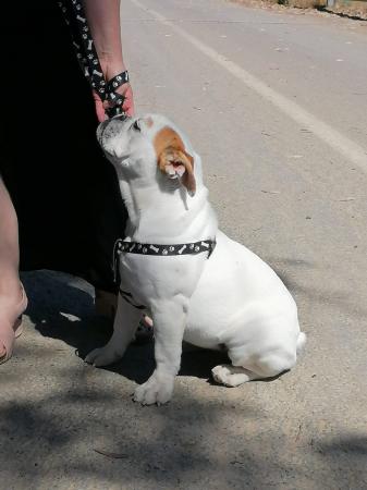 CACHORRAS BULLDOG INGLES INSCRITAS EN EL KCC 