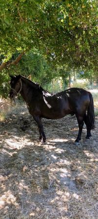 CABALLO CORRALERO INSCRITO 