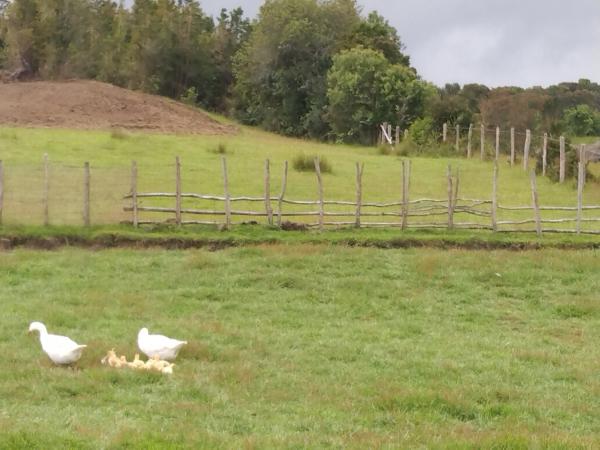 VENDO TERRENO EN CHILOÉ