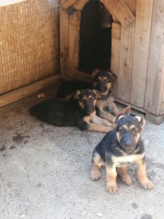 CACHORRO PASTOR ALEMÁN 
