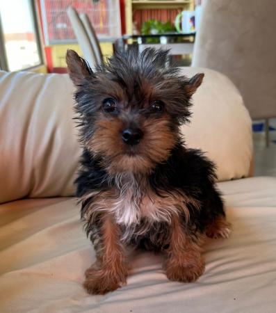YORKSHIRE TERRIER HEMBRITA