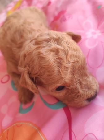 CACHORROS POODLE 