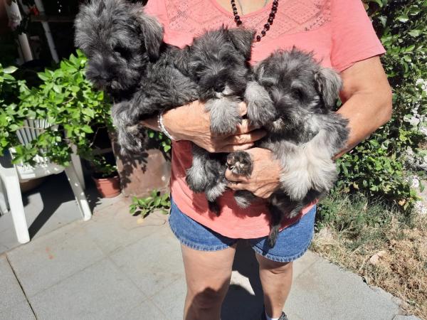 CACHORROS SCHNAUZER MINIATURA INSCRITOS