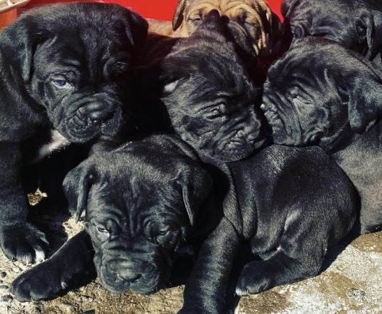 CANE CORSOS MASTÍN ITALIANOS 