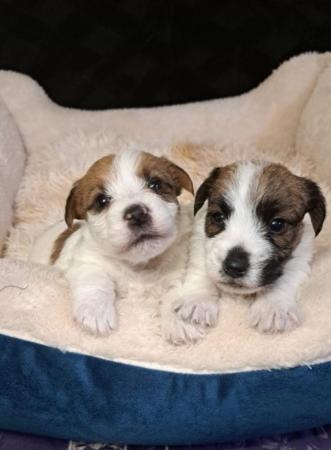 JACK RUSSELL CACHORROS