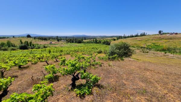 PARCELA CON VIÑEDO CERCA DE CHILLAN