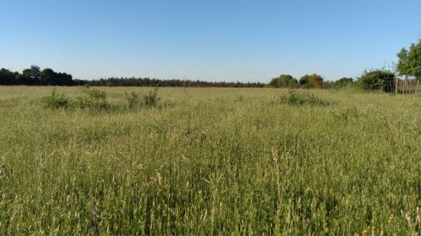 PARCELAS 5000M2 SANTA CLARA BULNES ,ÑUBL