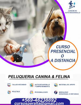 CURSO DE PELUQUERIA CANINA Y FELINA