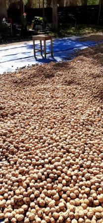 VENTA NUECES CHANDLER
