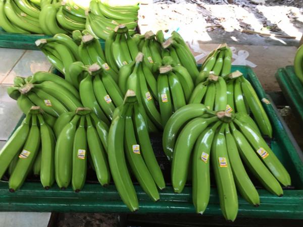 VENDO PLATANOS PREMIUM (*CAJA /PALETS /CONTENEDOR)