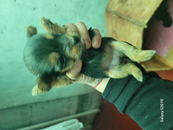 VENDO LINDOS YORKSHIRE 