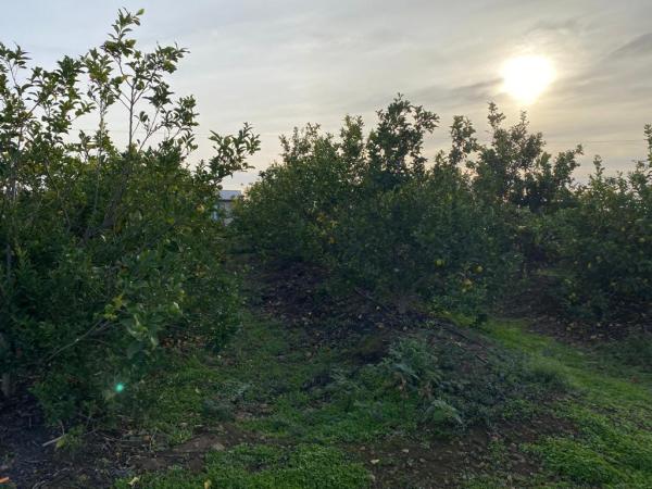SE VENDE PARCELA CON PLANTACION DE PALTOS