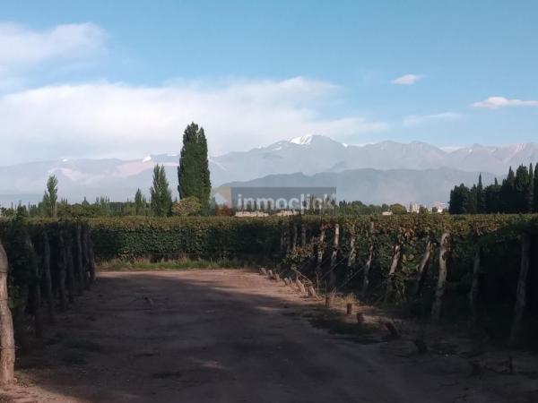 VENDO HERMOSA FINCA EN MENDOZA MALBEC 1972