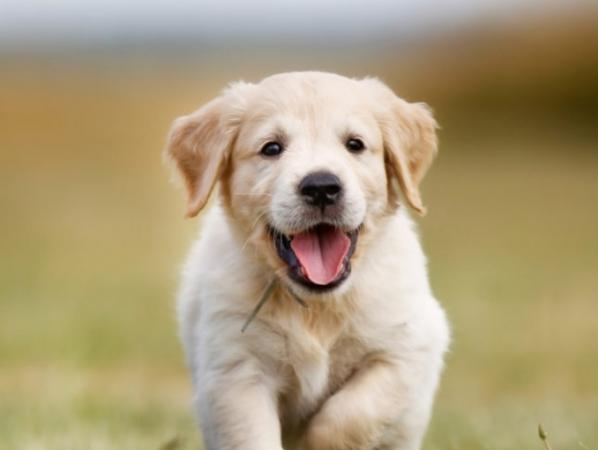 CACHORROS GOLDEN RETRIVER 