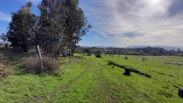 CAMPO AGRÍCOLA EN COMUNA DE SAN RAFAEL ,TALCA.