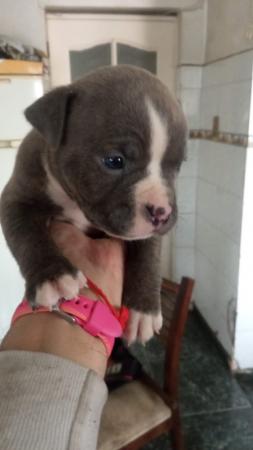 PITBULL AMERICAN BULLY 