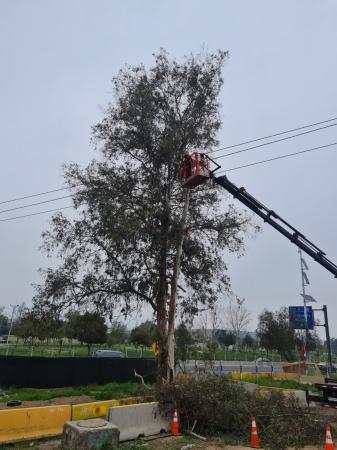SERVICIO DE PODA DE ÁRBOLES Y PALMERAS 
