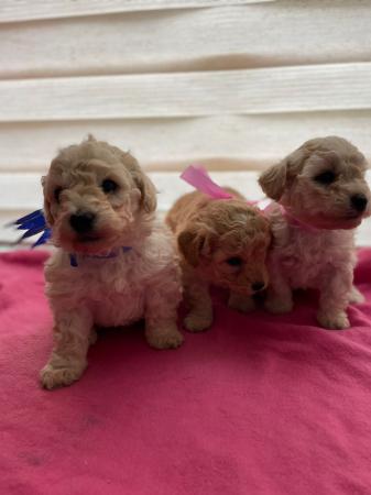 HERMOSOS CACHORROS POODLE TOY.