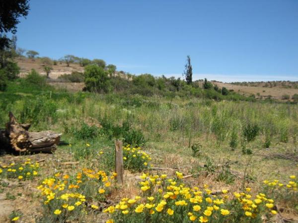 4 HECTREAS UNIÓN DE CODIGUA MELIPILLA