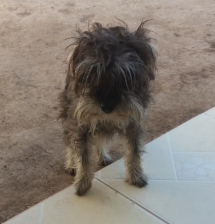 PERRITA TRISTE Y ABANDONADA BUSCA HOGAR