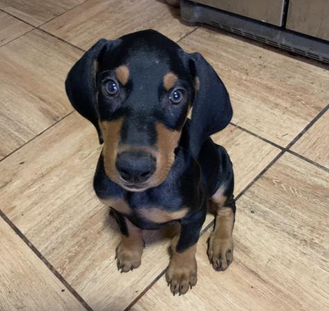 DOBERMAN CACHORRITO ( GUARDIA&SEGURIDAD)