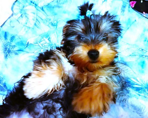 VENDO CACHORRA YORKSHIRE TERRIER