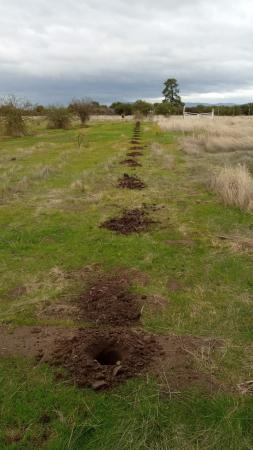 TERRENO CAUQUENES 5000 METROS