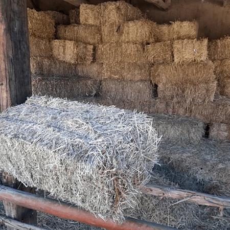 VENDO FARDOS ALFALFA