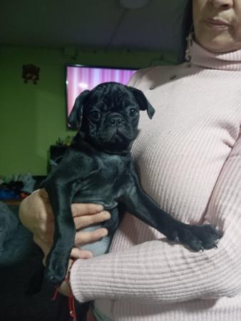 PUG NEGRA 