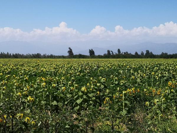 ARRIENDO 49 HECTÁREAS AGRICOLAS PARA TODO CULTIVO.