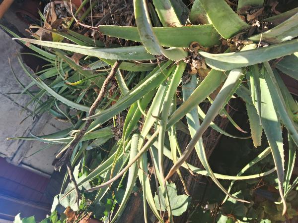 PLANTAS DE ALOE VERA