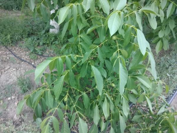 SE VENDE PARCELA CON PLANTACIÓN DE NOGALES 