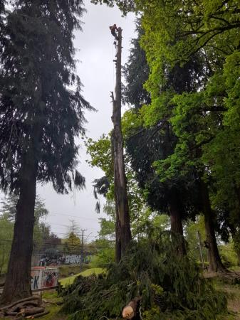 TALA Y PODA ÁRBOLES EN PELIGROS A GRAN ALTURA