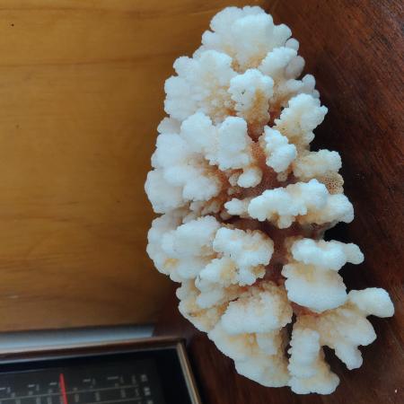 CORAL AUTÉNTICO 