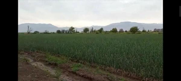 PARCELA AGRARIA 